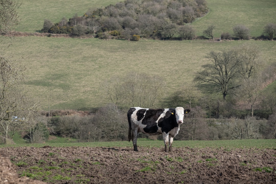 Unleash Your Inner Cow: Embracing the Chic Cow Pattern Trend